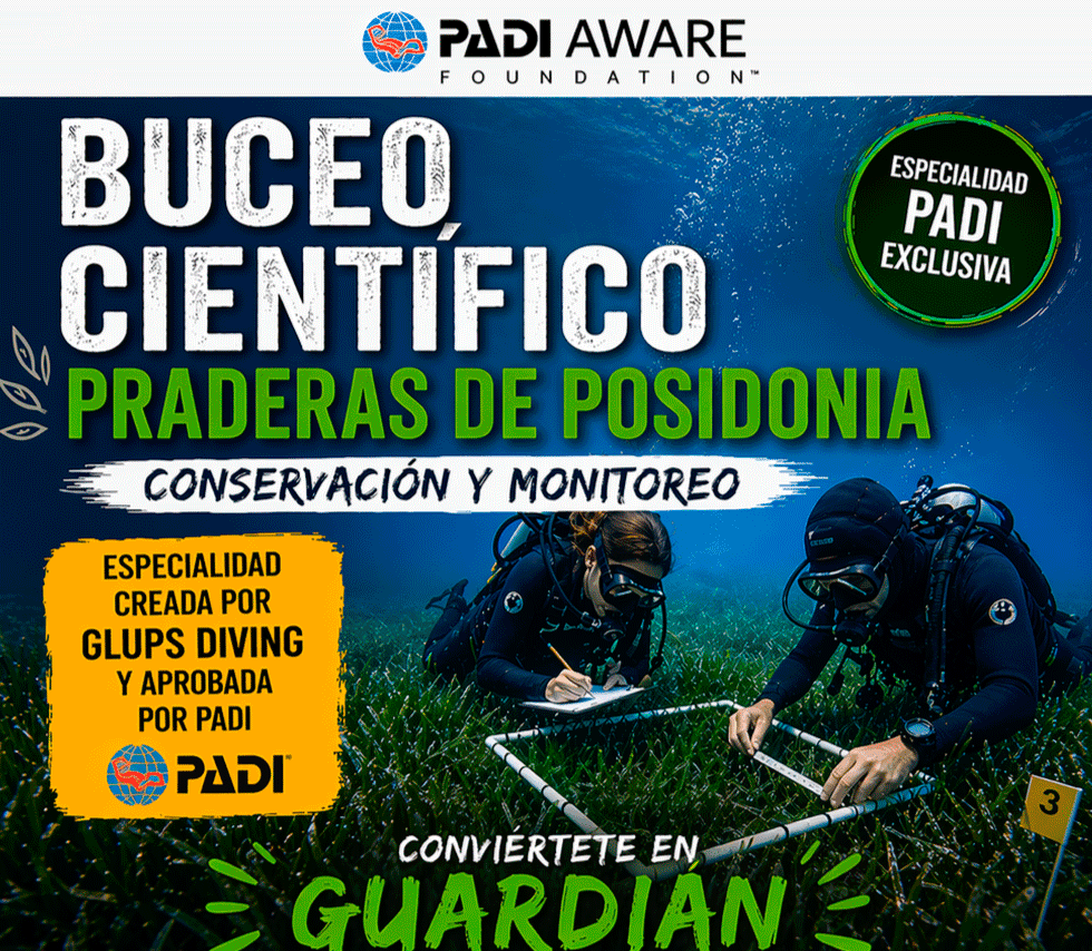 Especialidad Distintiva Padi Praderas Marinas Exclusiva de Glups Diving